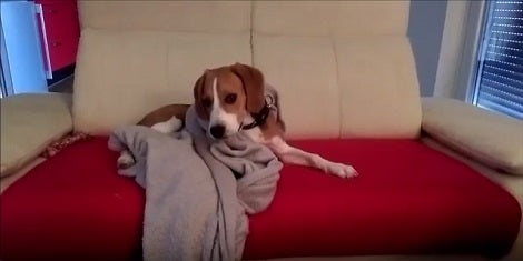 How This Pup Likes To Spend His Time Playing Will Make You Smile!