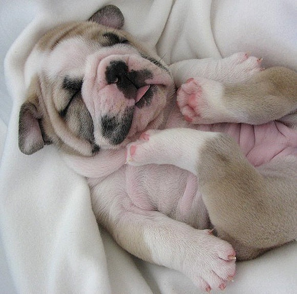 20 Sleeping Puppies Who’re Going To Melt Your Heart! (Part 2)