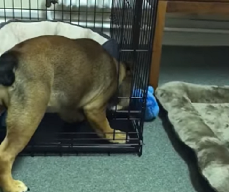 This Adorable Pup Is Trying To Retrieve His Ball... But There's A Slight Problem!