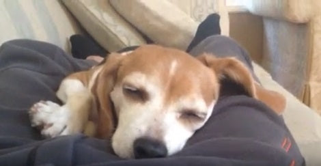 This Pup Is So Sleepy She Doesn't Even Know The World Is Watching Her!