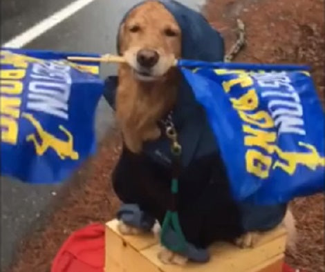 Adorable Pup Cheers On Boston Marathon Runners By Waving Flags!