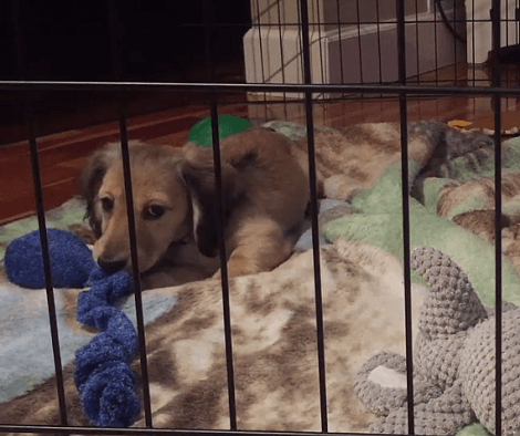 Watch How This Adorable Pup Reacts To Different Instruments!