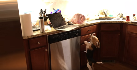 How This Adorable Pup Celebrated His First Thanksgiving Will Make You Laugh!