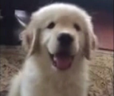 If You're A Golden Retriever Parent, You're Going To Adore This Video!