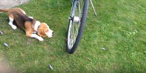 Adorable Pup Meets A Butterfly For The First Time And The Reaction Is Classic!