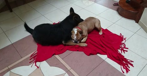 Adorable Pup Shows Sibling Who's Boss Then Gets Tired! Aww!