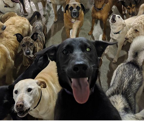 Have You Ever Seen Dog Selfies? This Is The Most Adorable Thing You'll See Today!