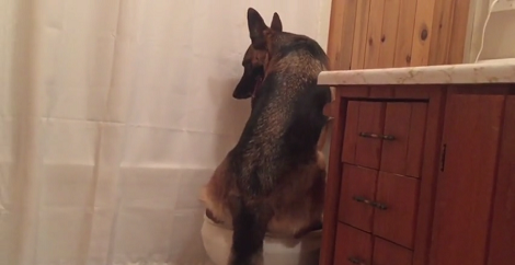 When This Pup Wants To Go, She Uses The Bathroom Like A Boss!