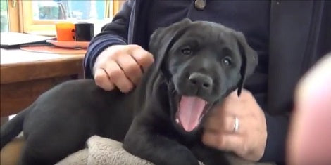 How This Cute Little Pup Spends The Day Will Make Beautiful Memories!