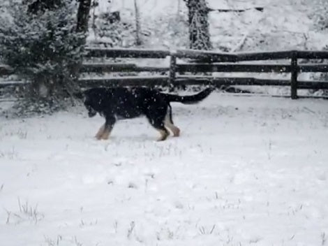 Watch How Much Fun This Adorable Pup Is Having In The Snow!