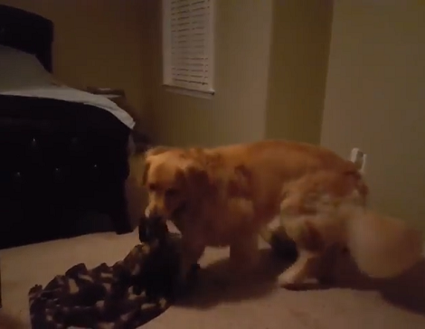 This Adorable Pup Is Completely And Totally In Love With His Favorite Blanket!
