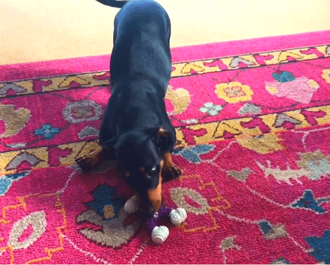 It's Playtime For This Adorable Pup And We Can't Help But Watch Him Have Fun!