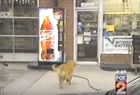 When You See What This Golden Retriever Does At The Gas Station? WOW!