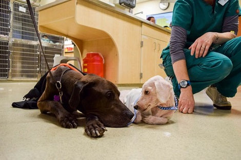 Malnourished Best Friends Found Abandoned Together Get A Second Chance To Life