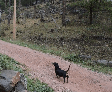 Adorable Pup Spots Local Deer And Immediately Tries To Terrorize Them By Singing Her Song!