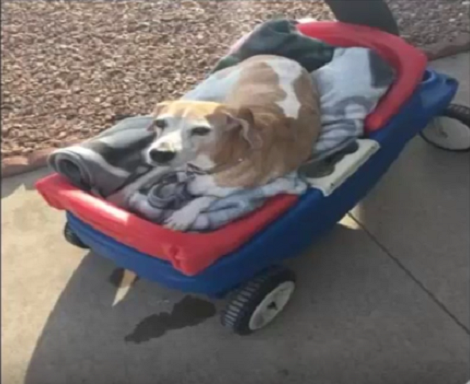 Family Give Their Dying Pup The Best Day Ever... And It Will Make You Cry
