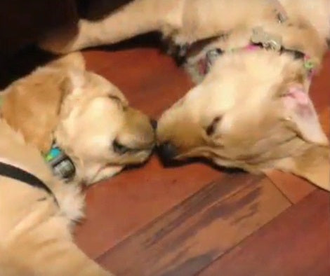 When You See Why These Golden Retriever Pups Are Asleep? This Will Warm Your Heart!