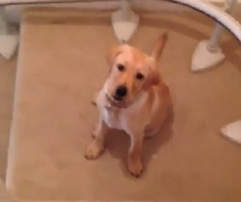 Have You Ever Seen A Puppy Slide Down The Stairs? This Is Just Epic!