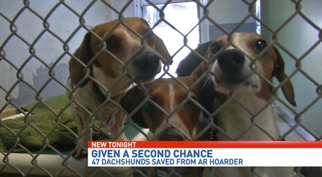 47 Pups Rescued From Puppy Mill Don't Know What It's Like To Be Loved And Cared For...