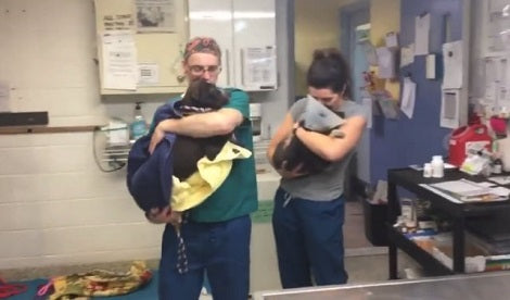 What This Vet Team Does For Dogs Out Of Surgery Will Warm Your Heart!