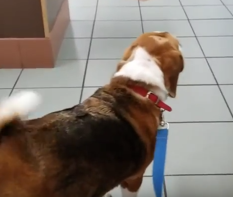 Adorable Pup Tries Hard To Escape From The Vet's Office! This Is Hilarious!