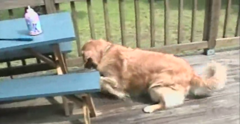 This Poor Pup Picks A Fight With A Crab And Immediately Regrets His Decision! Awww!
