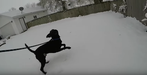 This Adorable Pup Is Playing Frisbee In The Snow For The Very First Time!