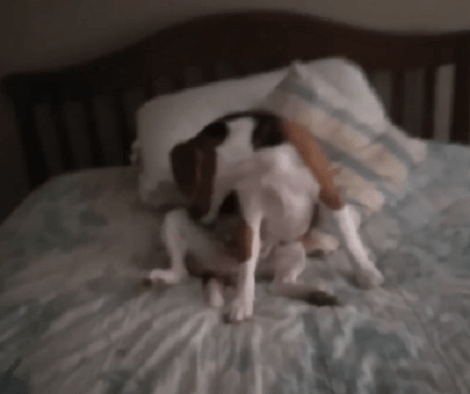 Sometimes Its Best To Just Chill And Enjoy Your Own Company! Check Out This Pup!