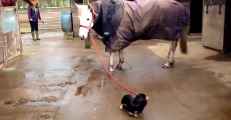 What Is Confidence? Let This Pup Prove To You That Size Doesn't Matter!