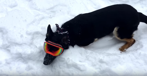This Pup Desperately Wanted To Play In The Snow So He Got A Pair Of Cool Shades!