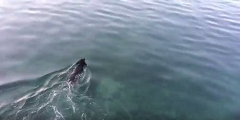 When You See How This Pup Comes Out Of The Water? This Is Unbelievable!