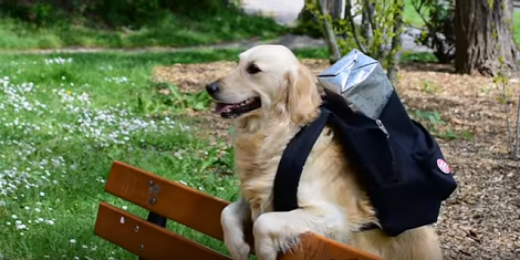 Have You Ever Heard Of A Carrier Pup? This Is Just Incredible!