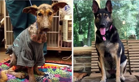 Pup Who Had Given Up On Life Makes An Astonishing Recovery!