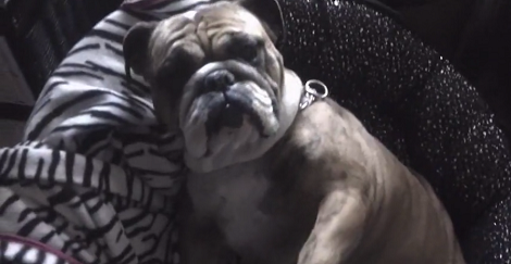 Wait Till You Hear The Sound This Pup Makes When Mommy Scratches Her! Aww!