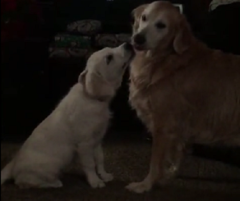 This Puppy Is Being Extremely Affectionate To Her Big Sister. What A Precious Moment!