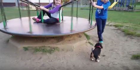 This Adorable Pup Can't Contain Himself And Desperately Wants To Run Around In Circles!