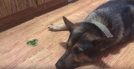 Family Got Their Pup A Fidget Spinner, His Expression Broke The Internet!