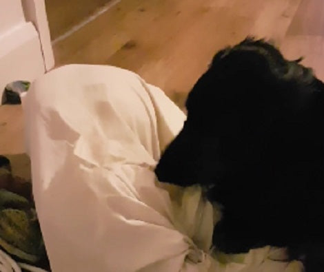This Pup Found A Brand New Toy To Play With And You'll Be Surprised!