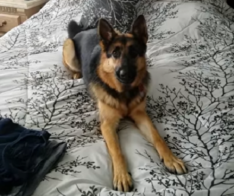 This Daddy's Trying To Have A Conversation With His Pup And It's Adorable!