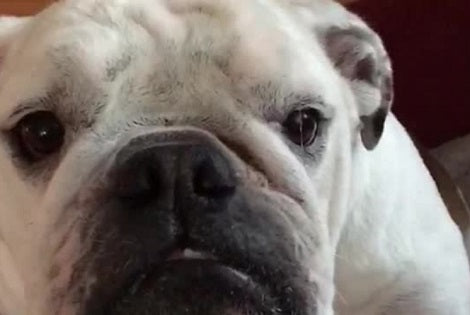 This Pup's Shift From Innocent And Silent To Snappy And Energetic Is Epic!
