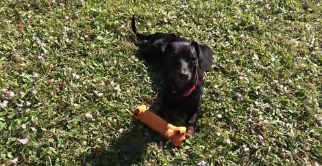 This Adorable Pup Can't Keep Away From Her Brand New Toy!