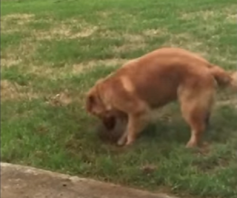 Pup Caught Digging A huge Hole In The Garden Tries To Act Innocent... Pretends He Didn't Do It!