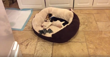 How This Pup Wakes Up Every Morning Will Have You Reaching For Your Bed!