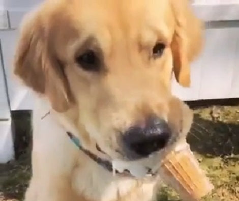 What Happens When Your Pup Gets To Eat An Ice Cream? This Is Adorable!