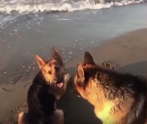 How These Adorable Pups Play Together On The Beach Will Warm Your Heart!