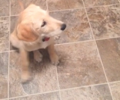 This Adorable Pup Is Afraid Of The Popcorn Maker - He's Not Happy With It!