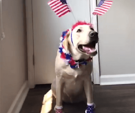 This Adorable Pup Participated In A Challenge, And Absolutely Nailed It!
