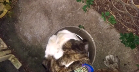 This Adorable Pup Loves Her Food So Much That She Ate It As Fast As She Could!