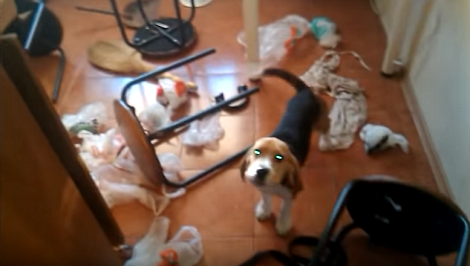 How This Adorable Pup Welcomed His Daddy Home Is Going To Make You Laugh!