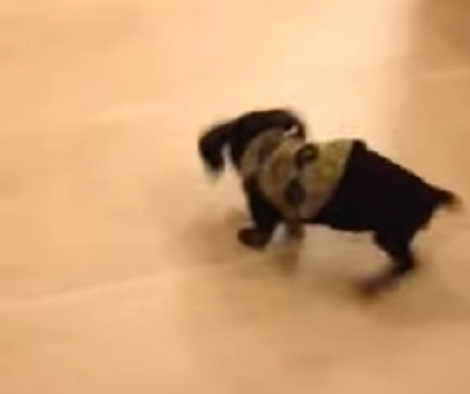 How This Puppy Tries To Get Rid Of His Dress Will Make You Laugh!
